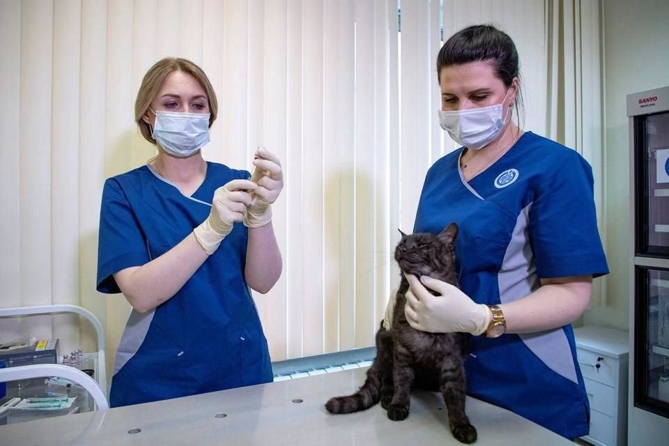 La vacunación contra Covid-19 en animales comenzó en Rusia; perros, gatos, zorros y visones han sido inmunizados.