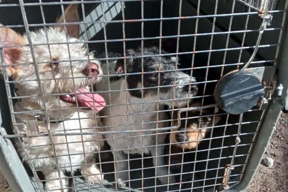 Se trata de tres perritos de tamaño mediano y raza mestiza.