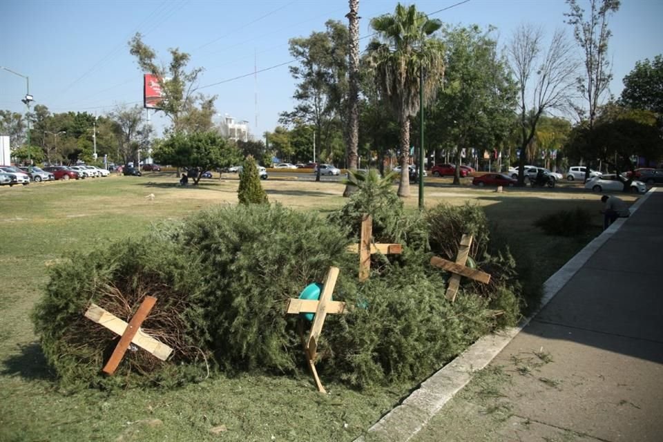 Si todavía no sabes qué hacer con tu árbol de Navidad natural, puedes llevarlo a los nueve centros de acopio del Gobierno de Zapopan.