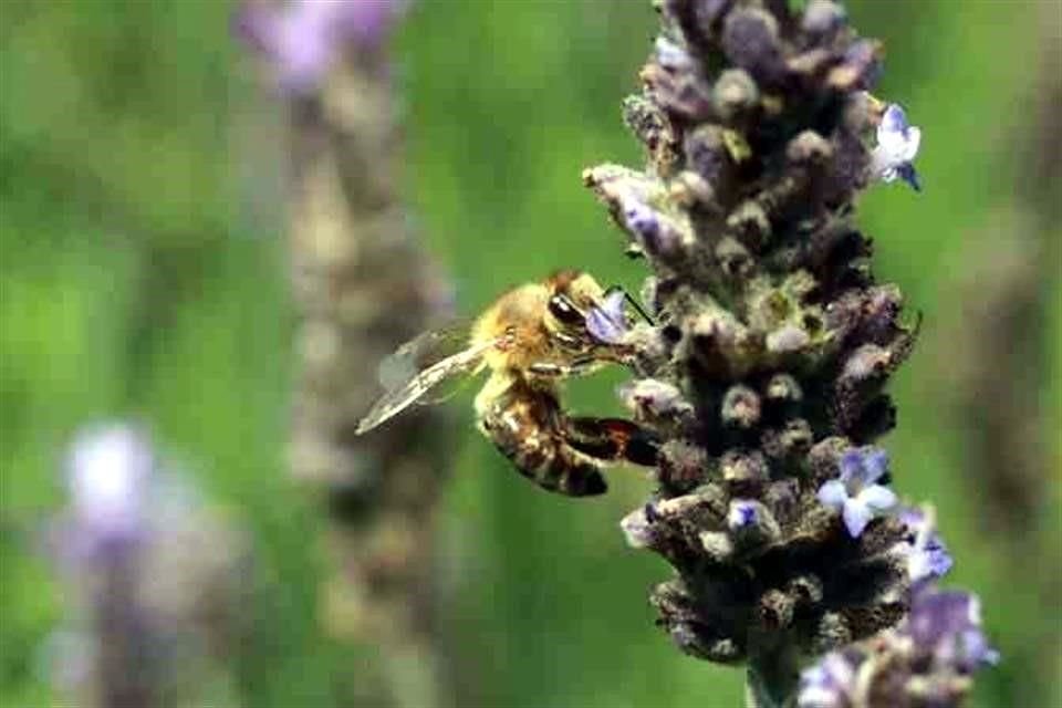 Estudios han comprobado que la polinización es de suma importancia para que se preserven numerosas especies de insectos, plantas y árboles que habitan en el Valle de México.