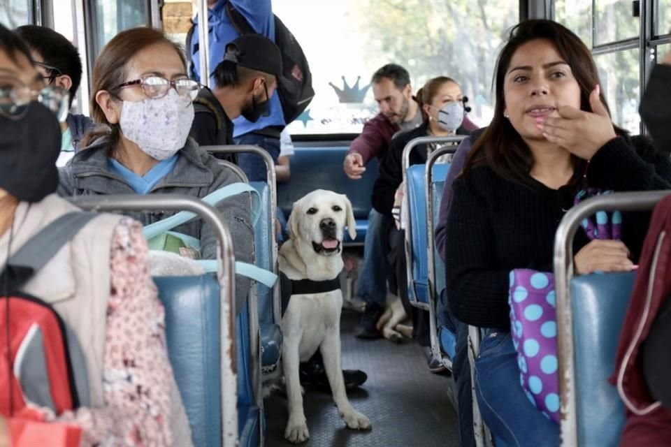 Cuando cumplen 9 meses, los perros de asistencia comienzan comienzan con el entrenamiento que les permite adaptarse al transporte público.