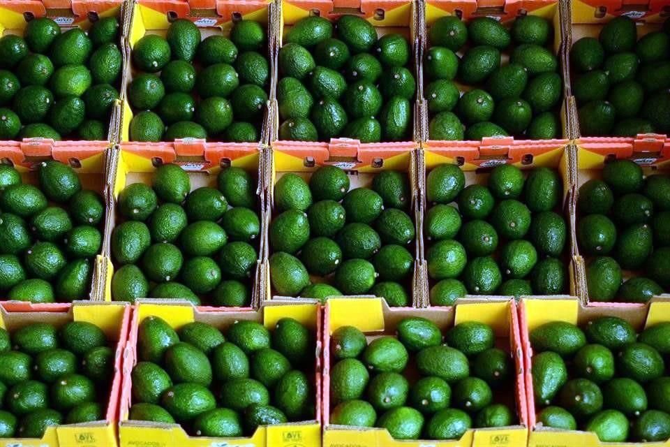 Prevé Jalisco Duplicar Envíos De Aguacate