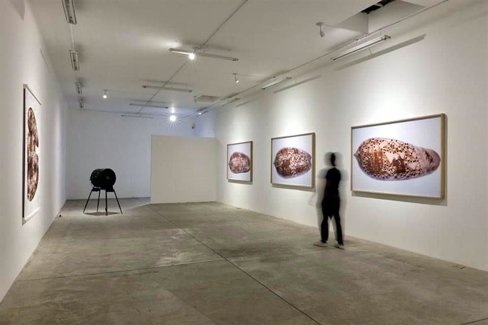 Aspectos de la exposición 'Natura Non Facit Saltus', una muestra individual de Fritzia Irízar, en Tiro Al Blanco.