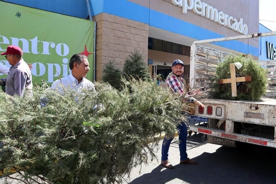 El Gobierno de Tlajomulco habilitó 7 centros de acopio para árboles de Navidad naturales, con los cuales harán 5 toneladas de composta.