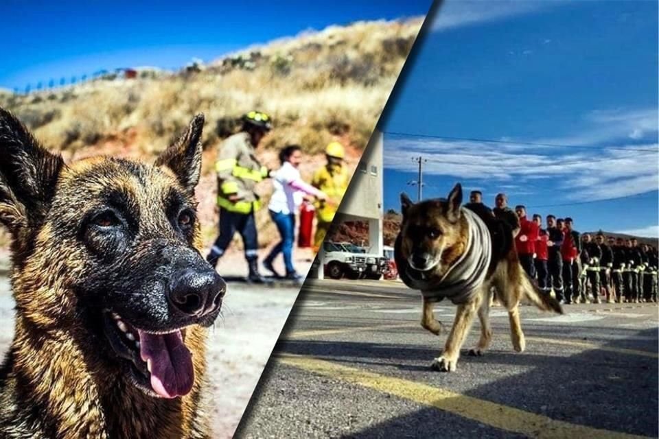 El perrito fue adoptado hace 15 años.