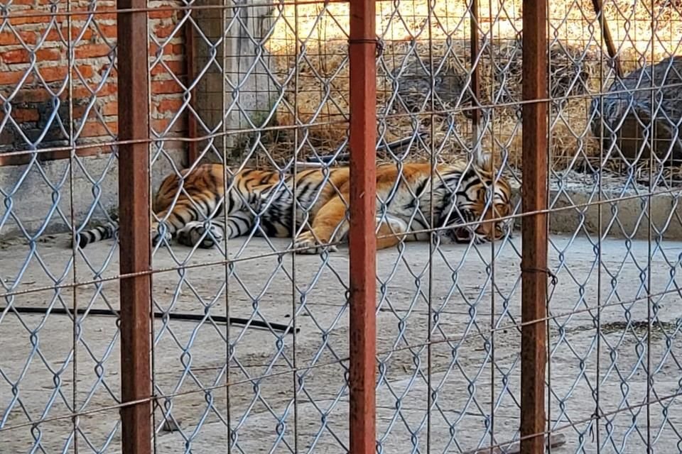 Los elementos de la Sedenase encontraban en las inmediaciones del pueblo de Jiquilpan, cuando se enteraron de la existencia de un rancho con animales exóticos.