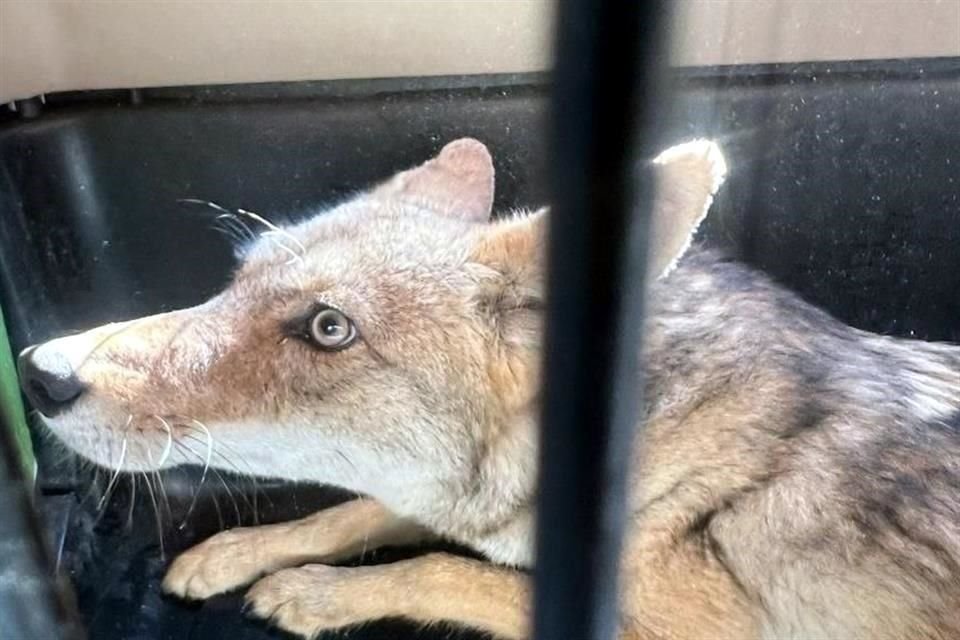 Un coyote, que posiblemente fue atropellado y duró ocho meses en recuperación y al cuidado de autoridades de Tlajomulco, ya fue liberado.