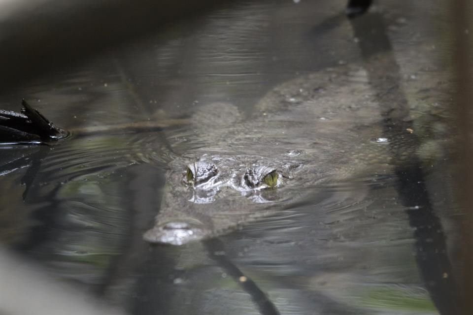 El 40 por ciento de las especies del mundo viven o se reproducen en los humedales.