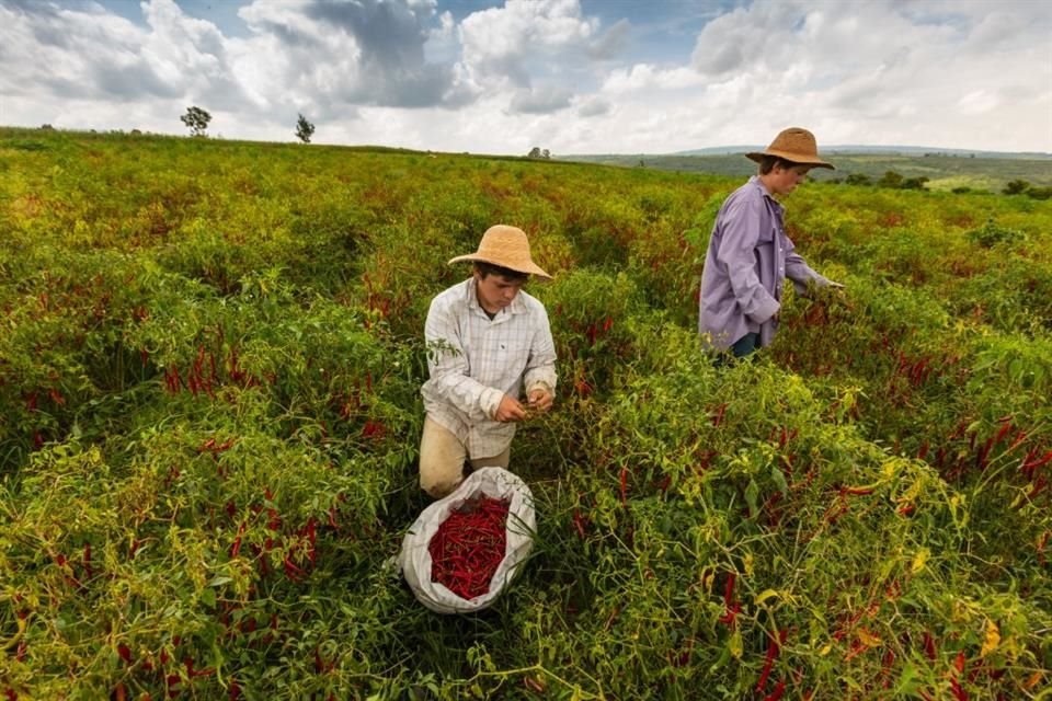 Para consolidar la denominación de origen del chile Yahualica, en el Congreso de Jalisco se propuso integrar un Consejo Regulador e institucionalizar su día conmemorativo.