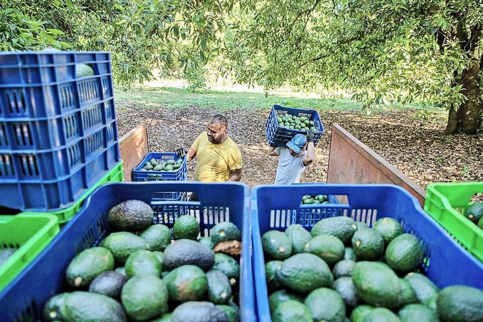 Michoacán es el principal productor de aguacate en México y la mayoría se exporta a Estados Unidos.