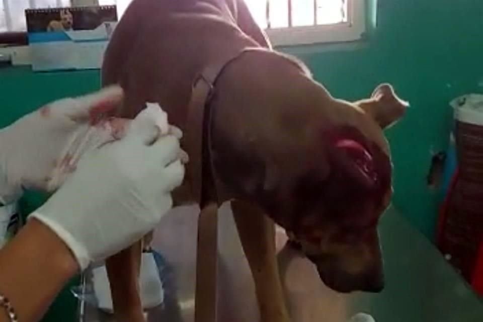 La perrita 'Anita' fue atropellada, envenenada y macheteada en Tonalá, pero sobrevivió y ya la rescataron.