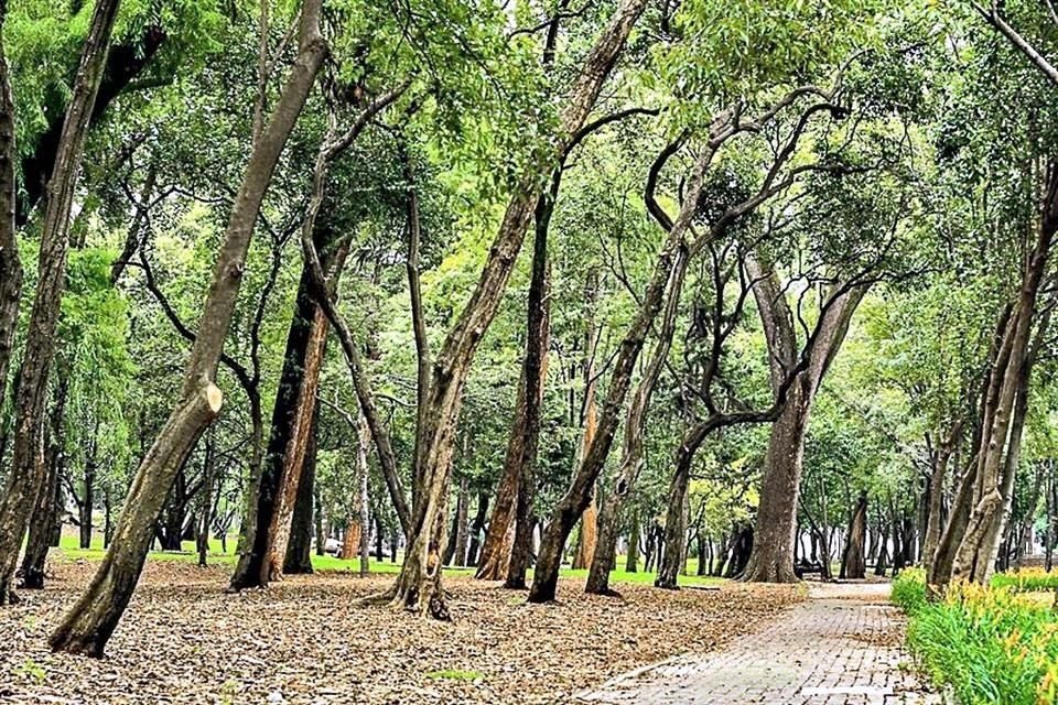 En la zona de Chapultepec la presencia de polen incrementó 100 por ciento frente a los niveles registrados en enero de 2022.