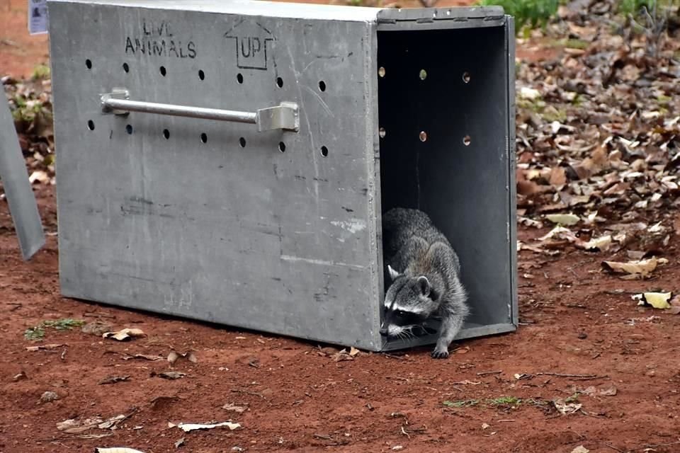 Desde reptiles hasta felinos como el jaguarundi han sido rehabilitados y liberados desde el 2017 en Tlajomulco.