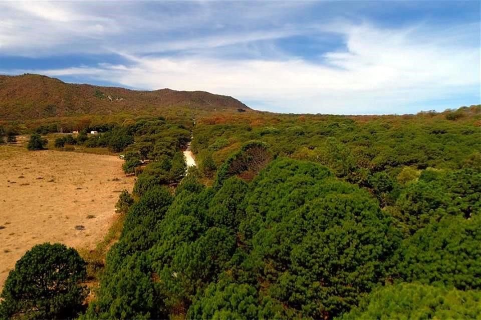 Debido a la alta afluencia de visitas a La Primavera, académico pide considerar el cierre temporal del bosque para fines recreativos.