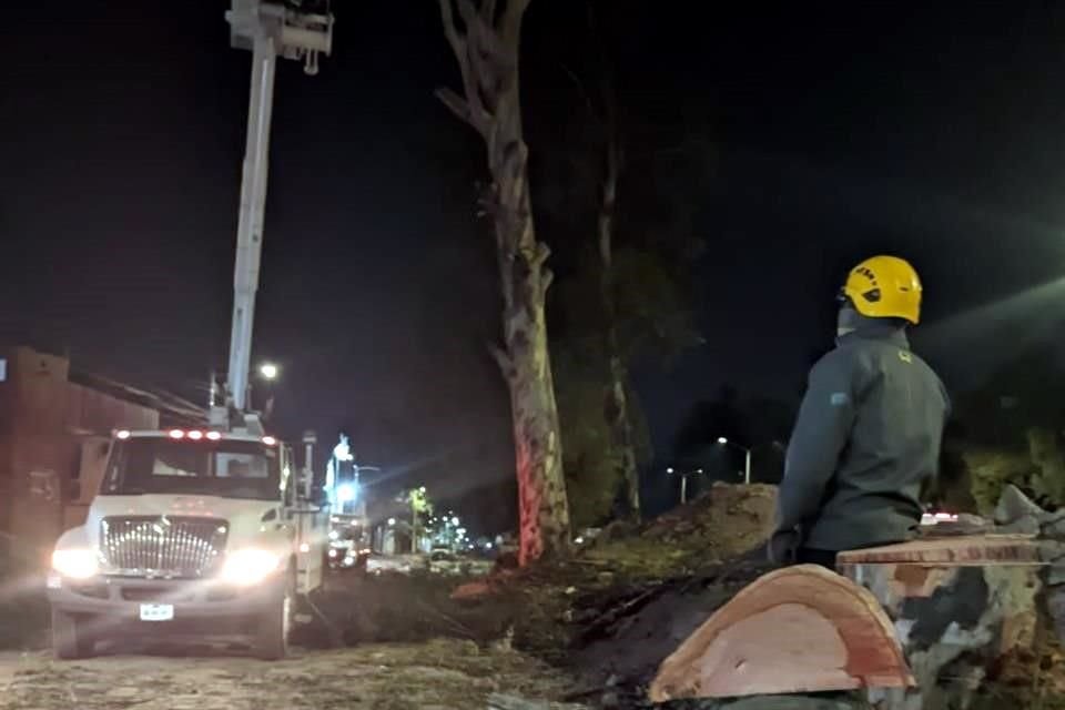 Al menos 46 árboles han sido derribados por la SIOP en jornadas nocturnas, pese a rechazo de vecinos.