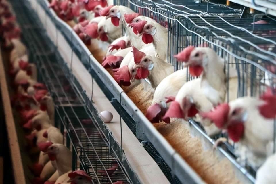 Quedó restringido el acceso al mercado mexicano solamente a las plantas productoras del estado de Rio Grande Do Sul, que significan 5.5 % de las importaciones provenientes de Brasil.