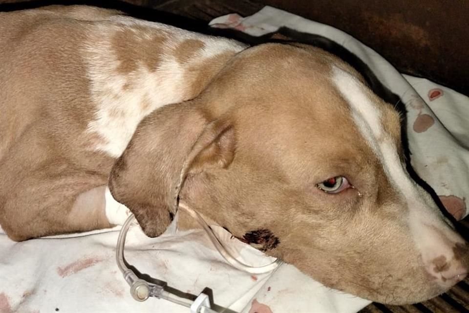 Se buscan padrinos. 'Bruno', un cachorrito de 4 meses, sería usado como carnada, por lo que fue herido con una navaja. Fue rescatado por el refugio Buenos Chicos, pero necesita ayuda.