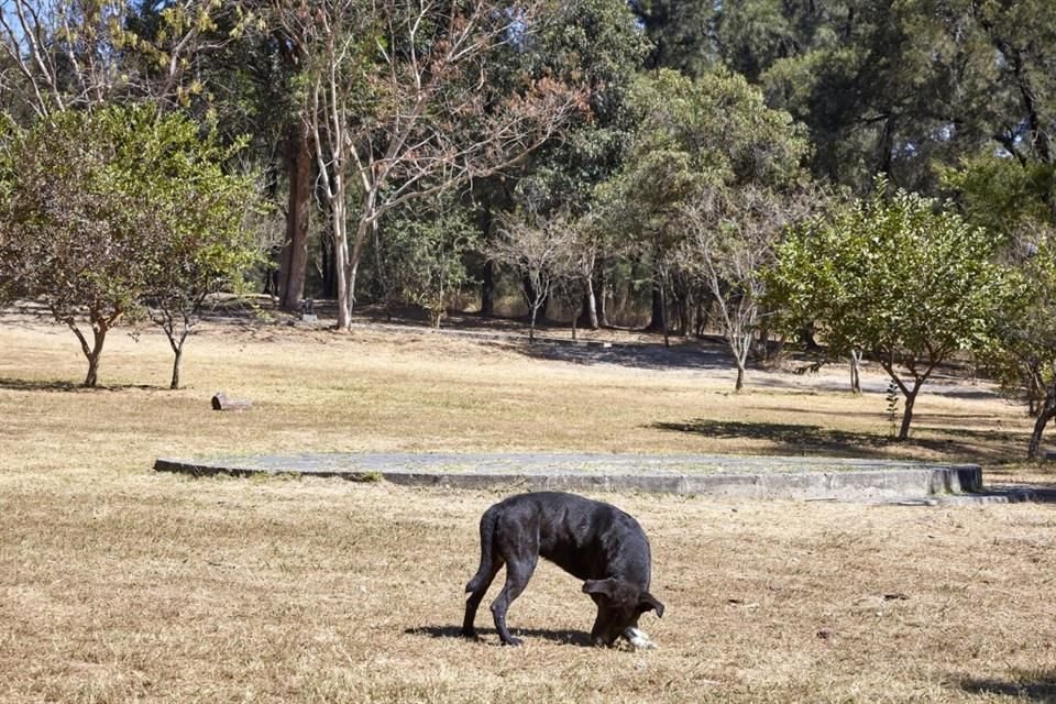 En una área de descanso, se pudo observar a un perro que no traía correa puesta.