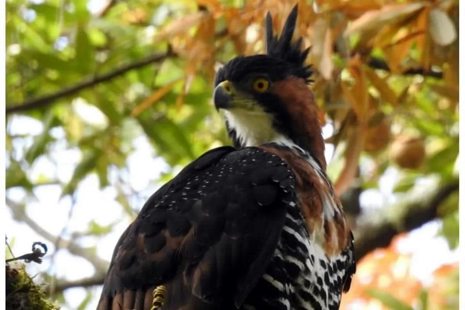 Este tipo de ave solo se observa en ecosistemas con alto grado de conservación, rara vez visto en Manantlán.