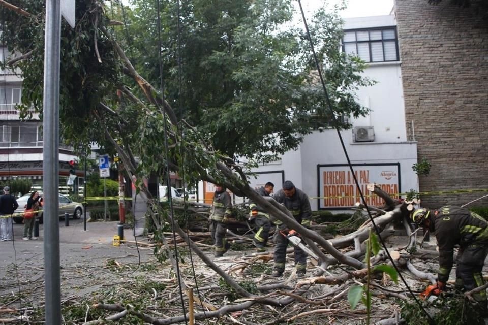 Árbol caído por ráfagas de viento entre las calles Dakota y Nueva York.