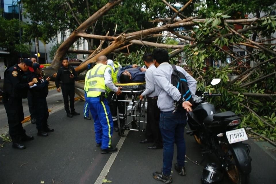 Un árbol cayó sobre Insurgentes y alcanzó a dañar a un motociclista.