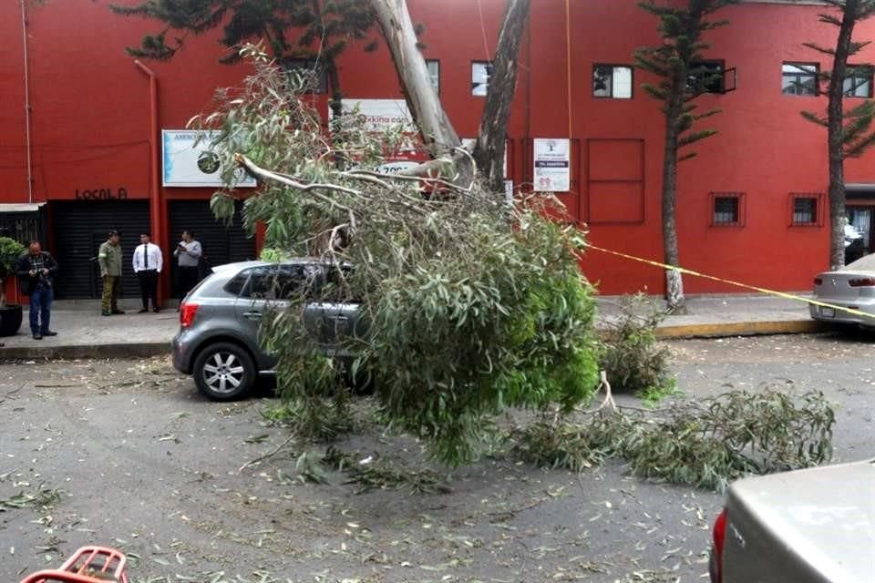 Ayer, las ráfagas de viento alcanzaron los 62.8 kilómetros por hora, lo que causó la caída de árboles.