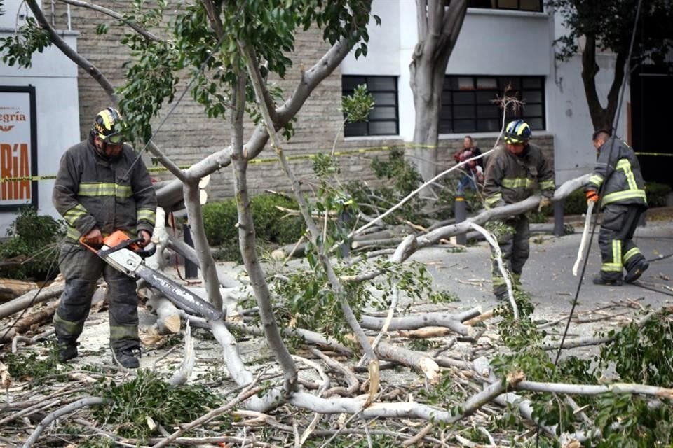 El Gobierno capitalino revisará algunos ejemplares del arbolado de la Ciudad para determinar si presentan riesgo de caída ante las rachas de viento.