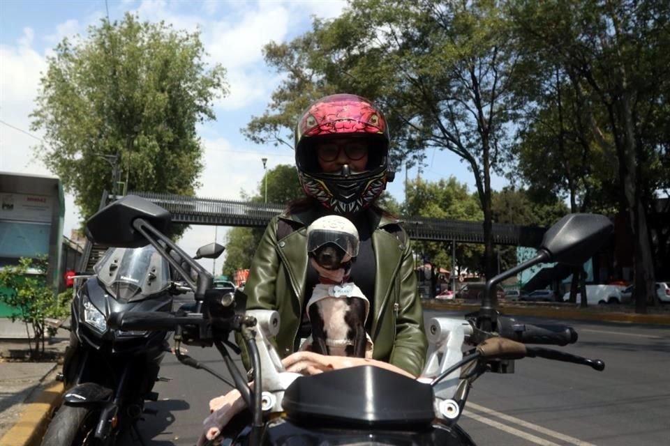 Un perrito Chihuahua de nombre Pulga viaja junto a su dueña de nombre Sharon en una motocicleta portando su casco de seguridad