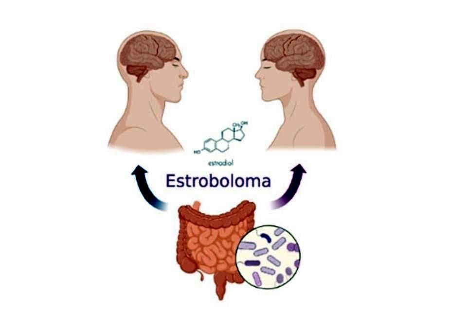 Que las bacterias que residen en el intestino de los pacientes con Alzheimer sea distinta de la microbiota intestinal de sujetos sanos parece involucrar un eje bidireccional microbiota-intestino-cerebro que pudiera estar relacionado con la neurodegeneración.