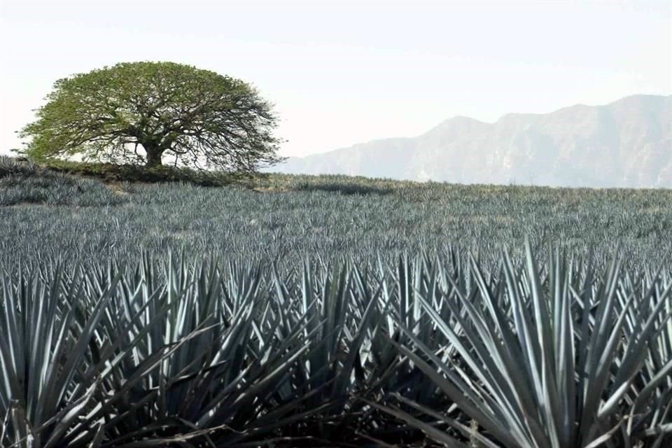 El cultivo de agave es la principal causa de deforestación de Jalisco.