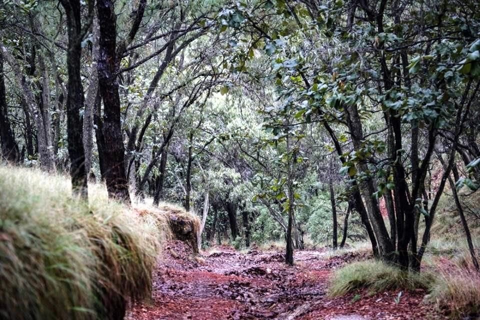 Actualmente en Jalisco hay más de 7 millones de hectáreas forestales, de las que 746 mil están protegidas.