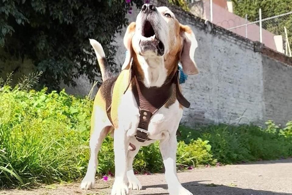 Ven por las mascotas. Discutirán en Zapopan iniciativa de la regidora emecista Gabriela Magaña para reformar artículo y prohibir la alteración de cuerdas vocales o falanges en perros y gatos.