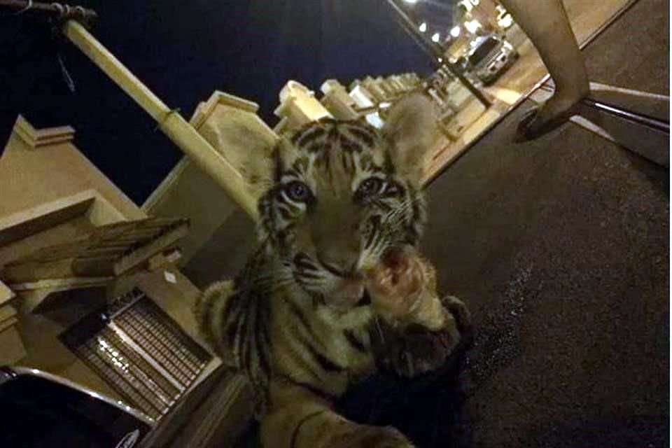 El tigre de Bengala fue robado en una localidad de Hermosillo, en Sonora, y la dueña de éste culpó a policías estatales.