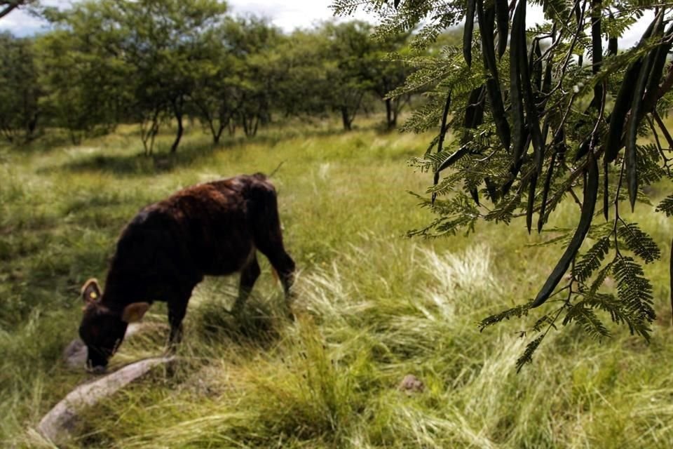Se apoyarán también proyectos de arborización para sistemas silvopastoriles.
