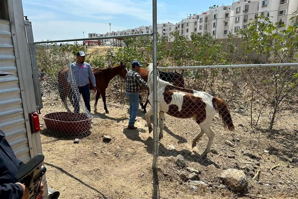 El Gobierno de Tonalá informó que la queja por las yeguas abandonadas se recibió hace algunos días, sin embargo, se tenía que esperar el camino jurídico para poder decomisar a los animales.