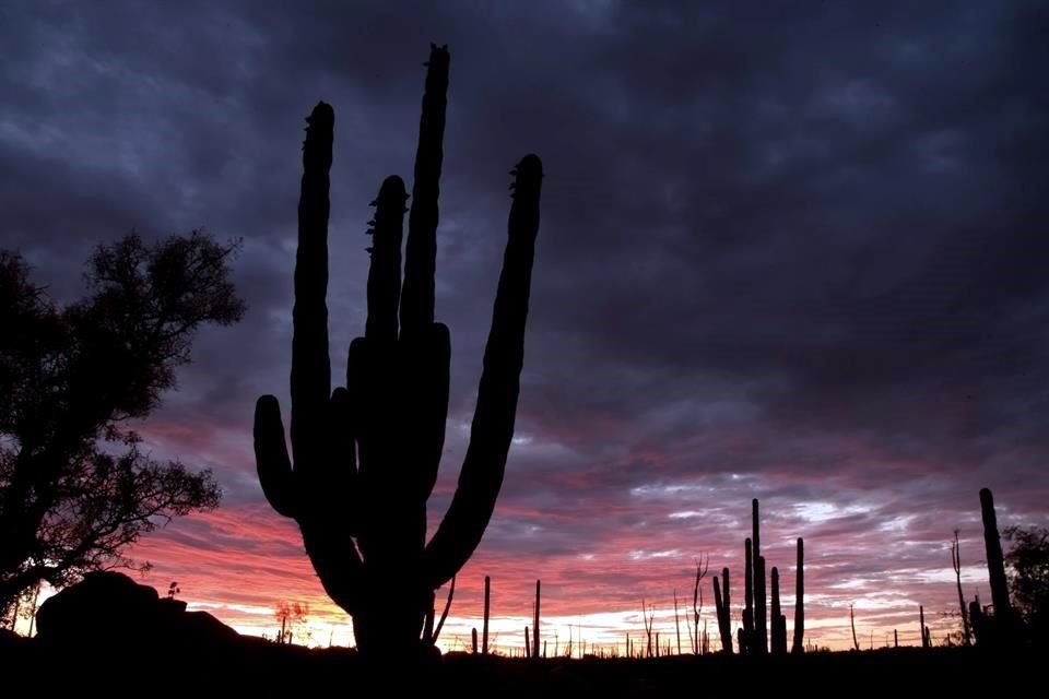 Imagen del documental 'Culto a la historia natural de México'.