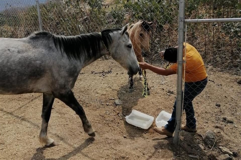 Debido a que nadie acreditó su propiedad, las yeguas rescatadas en Tonalá serán dada en adopción a la Asociación Cuacolandia, en Puebla.