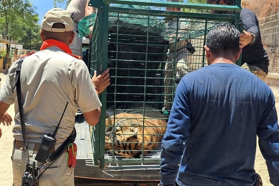 El tigre fue encontrado en una ladrillera de la Colonia Guadalupana en Tlaquepaque.