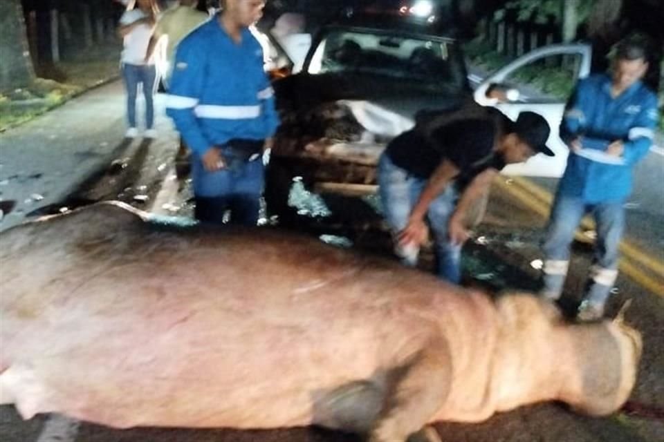 Un hipopótamo murió tras ser embestido por una camioneta, en Colombia.