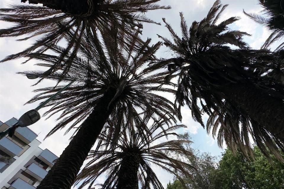 Al interior del parque, otras 20 palmeras corren el riesgo de caer.