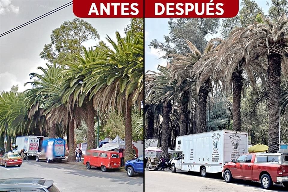 Hace 9 años, las palmeras del acceso a Viveros se veían verdes. Hoy contrasta el color, con el que suelen provocar las plagas.