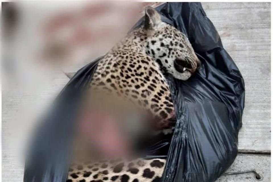 El jaguar es una especie en peligro de extinción, protegida en México.