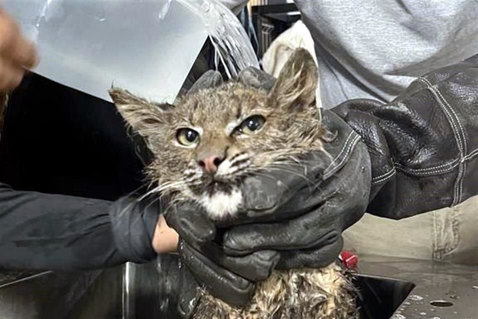 Gracias a un reporte ciudadano, un lince 'pudo salir del hoyo', en el poblado de San Juan Evangelista, Tlajomulco.