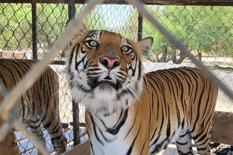 En la finca fueron encontrados 10 tigres, 3 de ellos eran cachorros.