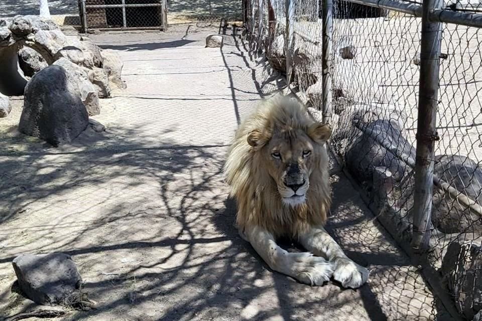 Autoridades encontraron 5 leones en la finca de La Barca.