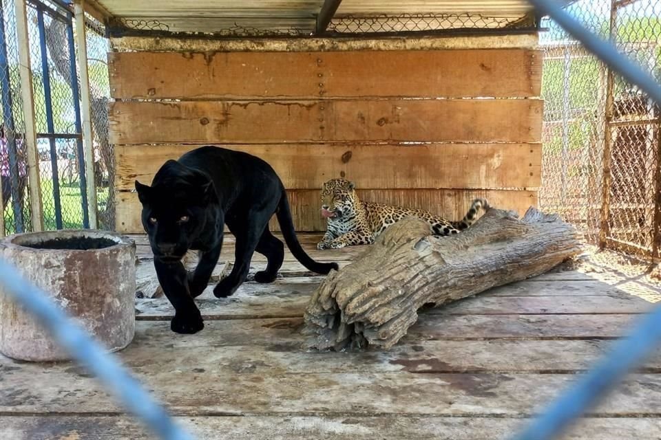 Dentro de la finca rumbo a San José de las Moras, también había varios ejemplares de jaguares.