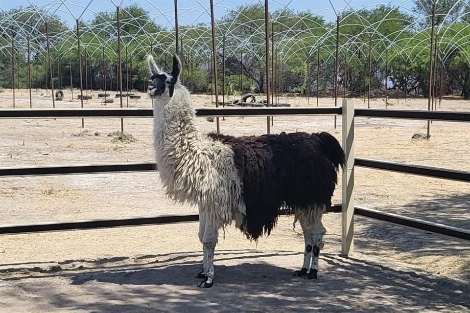 También había una llama al interior del lugar.