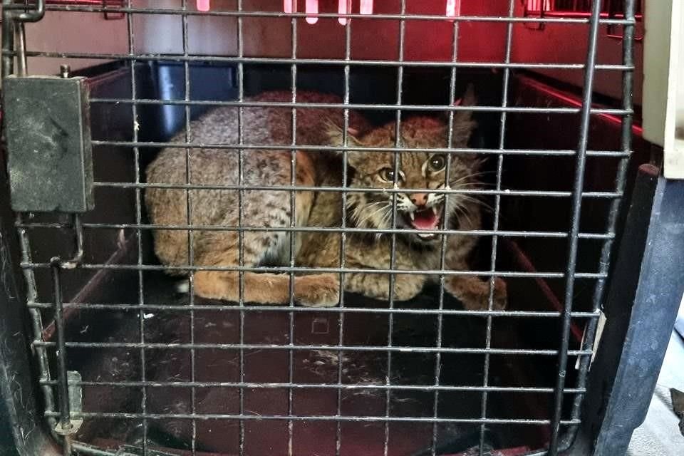 El lince rescatado de un pozo fue atendido y posteriormente liberado en Cerro Viejo.