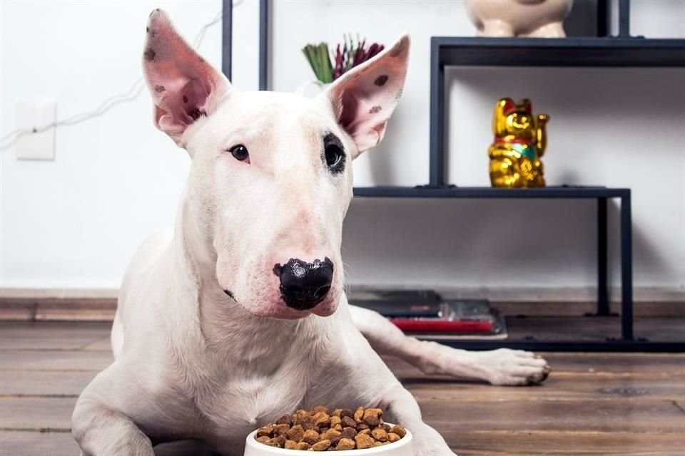 Juguetes, comida, camas y muchos más artículos son algunos de los regalos que puedes darle a tu mascota.