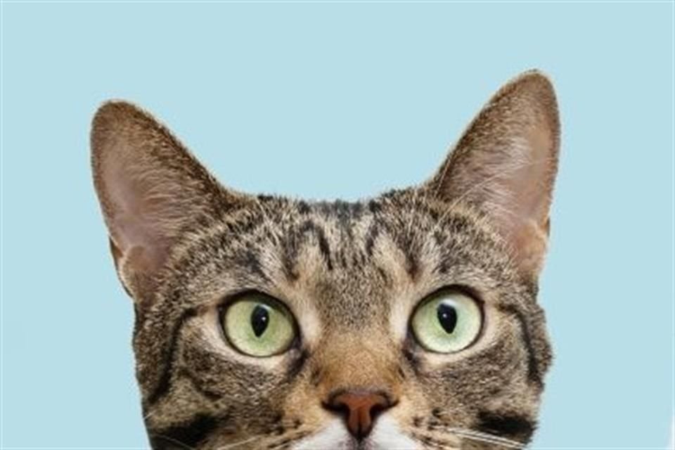 Algunas plantas de interior son potencialmente peligrosas para los gatos si las mordisquean o las comen, de acuerdo con especialistas.
